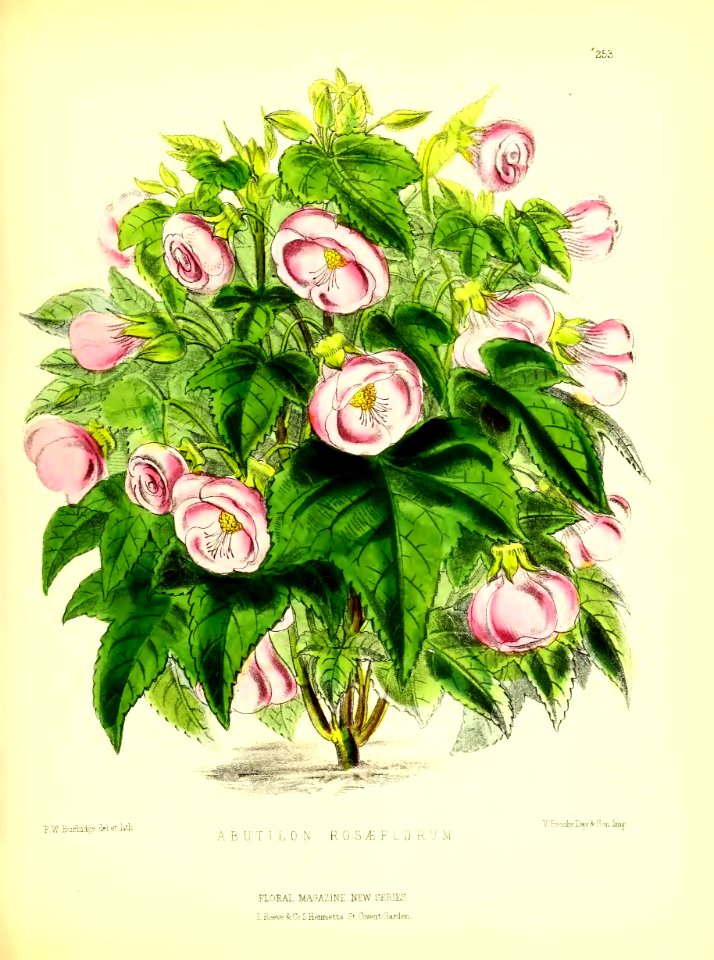 1877 Plate 253