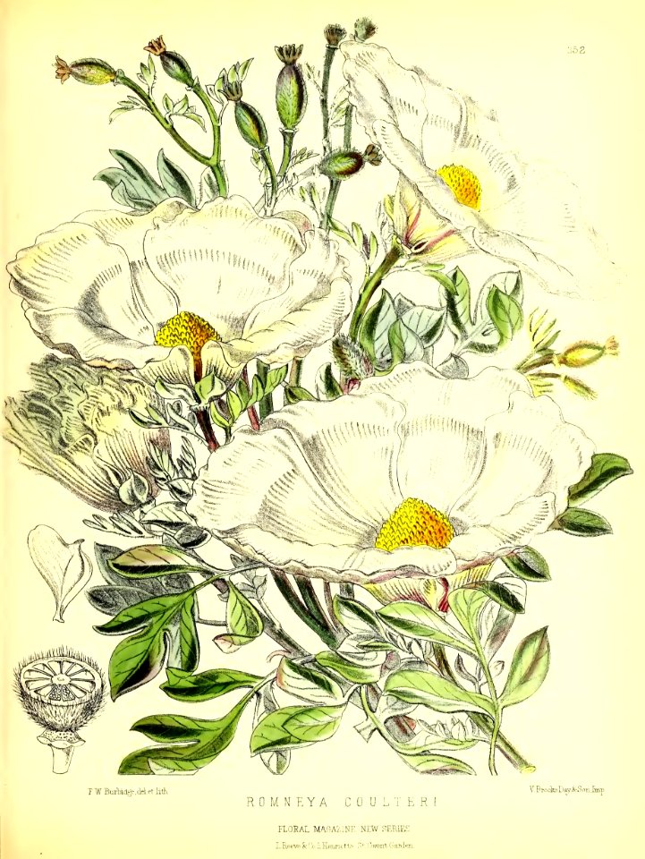 1877 Plate 252