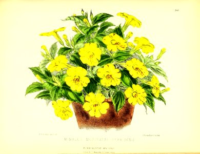 1877 Plate 248