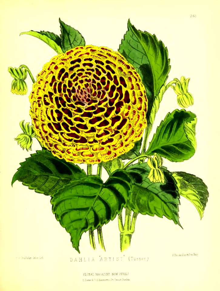 1877 Plate 243