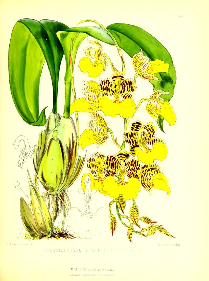 1877 Plate 246