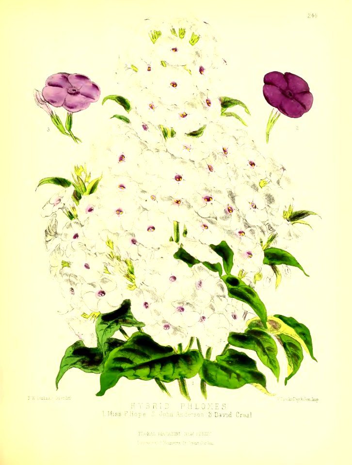 1877 Plate 244