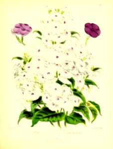 1877 Plate 244
