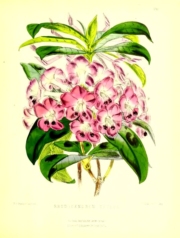 1877 Plate 242