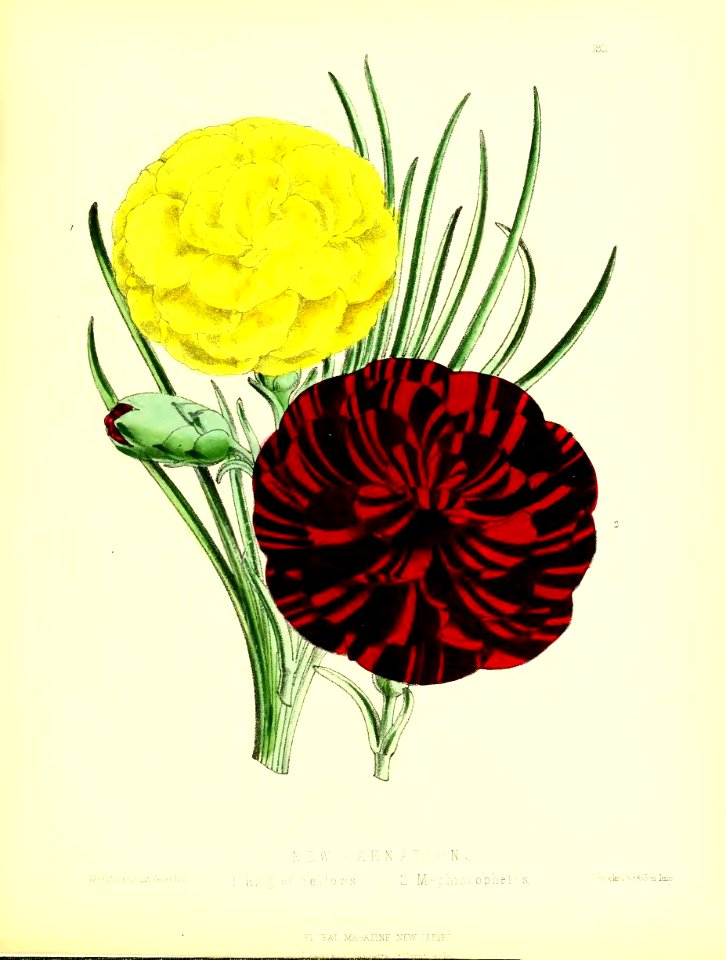 1875 Plate 192