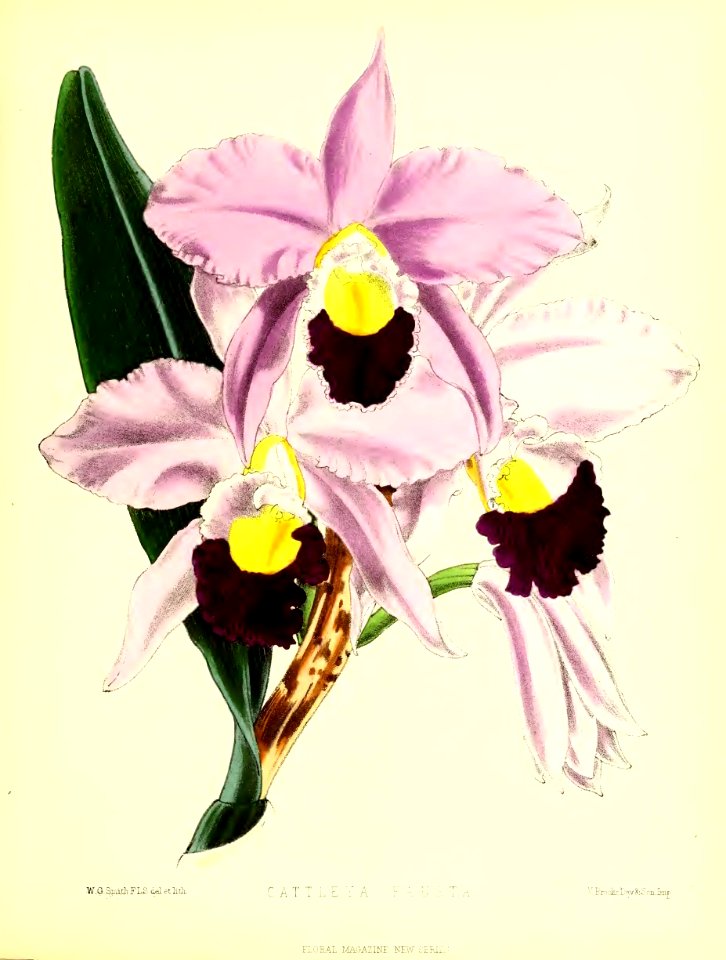 1875 Plate 189