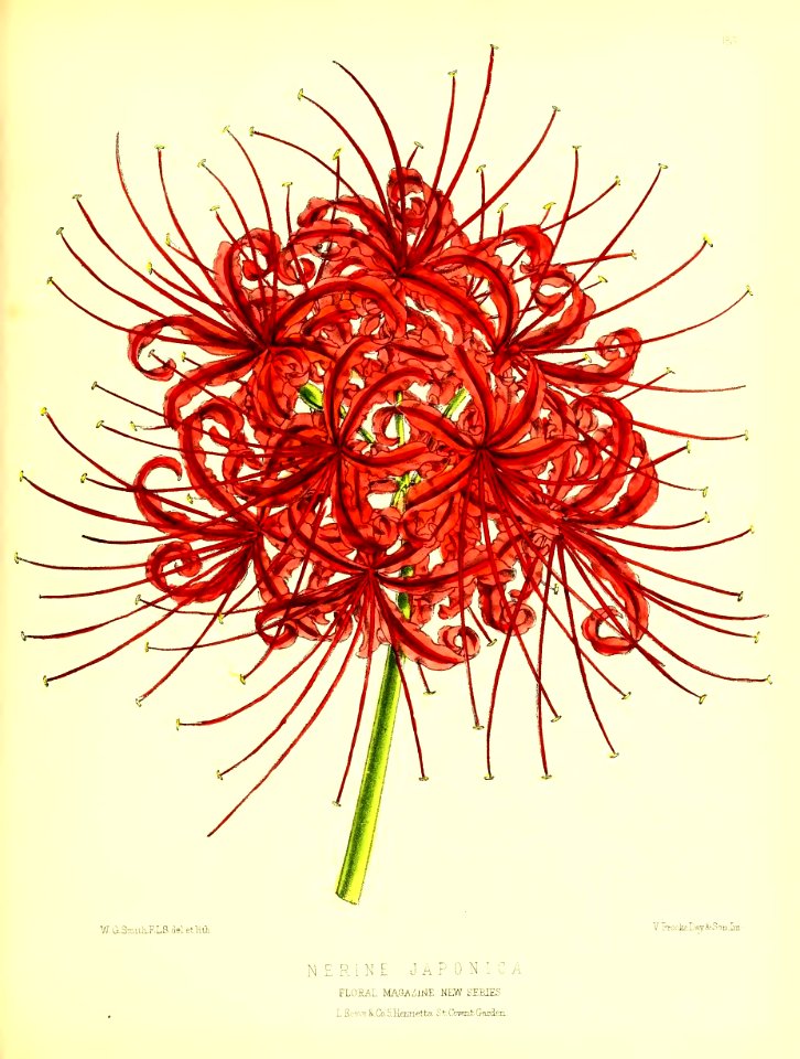 1875 Plate 188