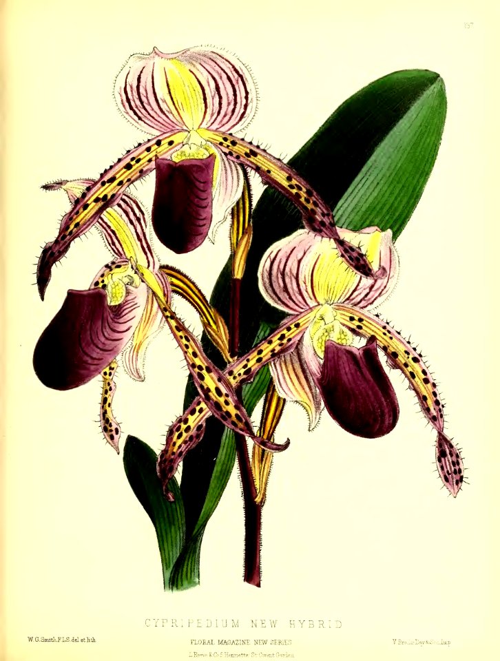 1875 Plate 187