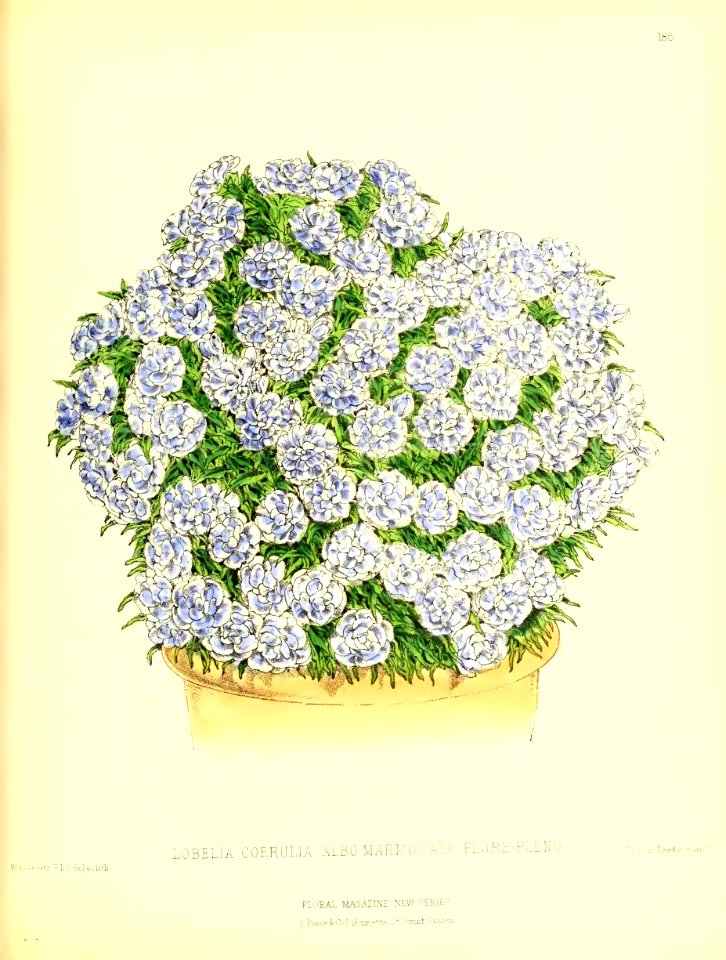 1875 Plate 186