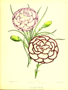 1875 Plate 183