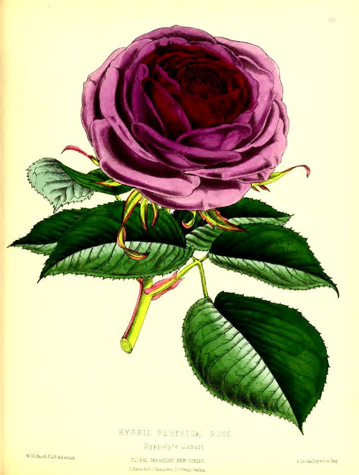 1875 Plate 185