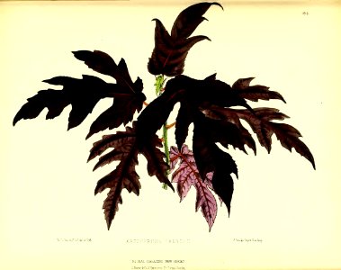 1875 Plate 184
