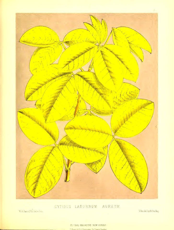 1875 Plate 182
