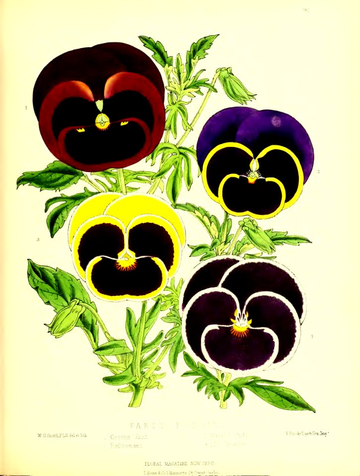1875 Plate 181