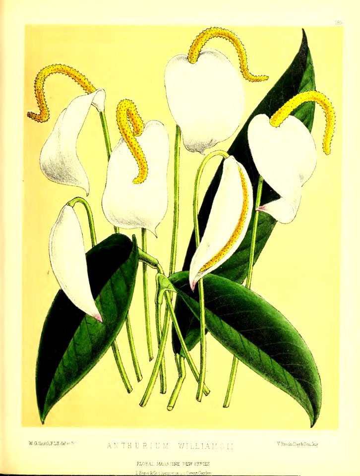 1875 Plate 180