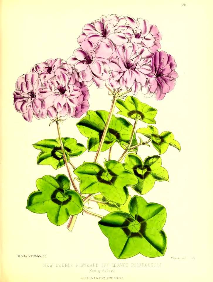 1875 Plate 179