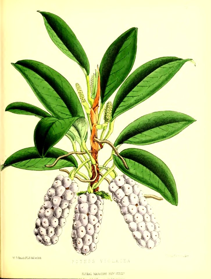 1875 Plate 178