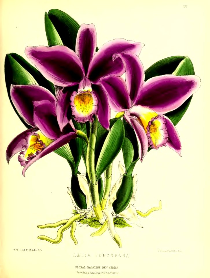 1875 Plate 177