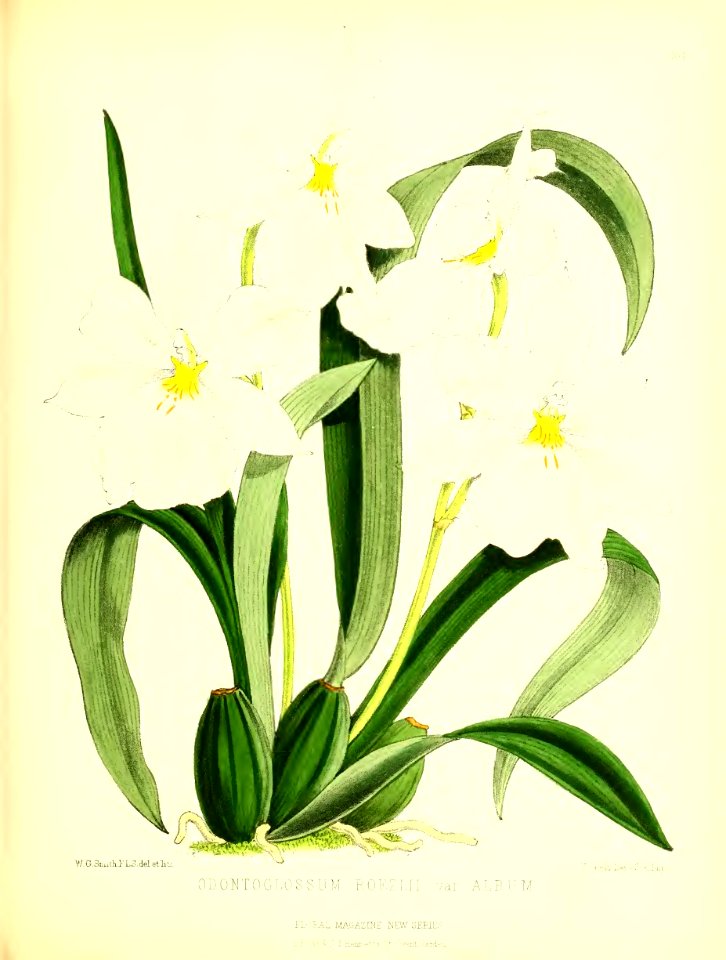 1875 Plate 164