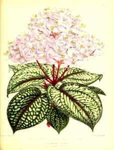1875 Plate 159
