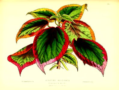 1875 Plate 156