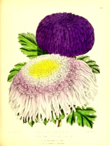 1875 Plate 155