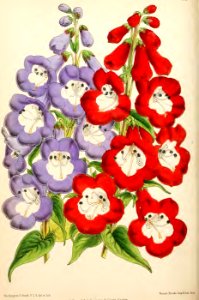 1871 Vol V Plate 519