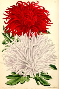 1871 Vol V Plate 518