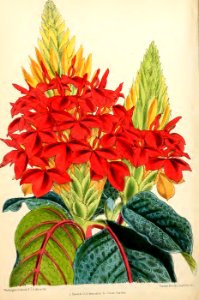 1871 Vol V Plate 517