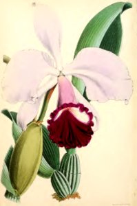 1871 Vol V Plate 516