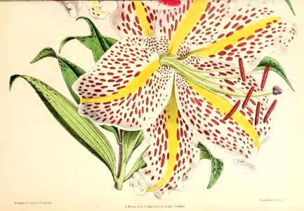 1871 Vol V Plate 514