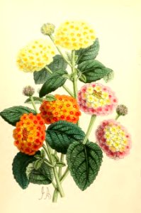 1867 Vol VI Plate 368