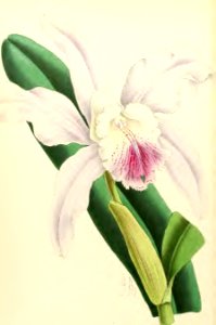 1867 Vol VI Plate 367