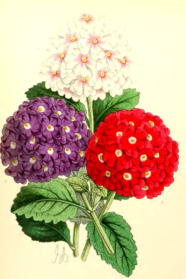 1867 Vol VI Plate 366