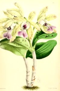 1867 Vol VI Plate 360