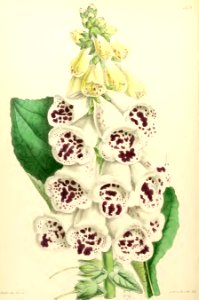 1867 Vol VI Plate 358