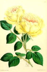 1867 Vol VI Plate 351