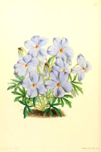 1867 Vol VI Plate 350
