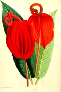 1867 Vol VI Plate 349