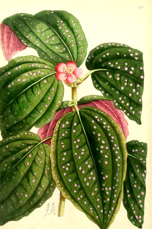 1867 Vol VI Plate 347