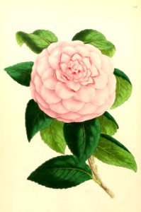 1867 Vol VI Plate 346
