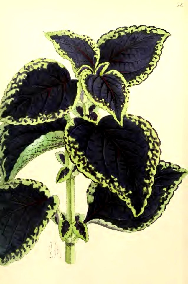 1867 Vol VI Plate 345