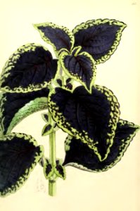 1867 Vol VI Plate 345