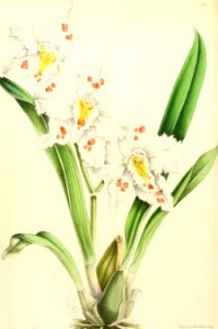 1867 Vol VI Plate 343