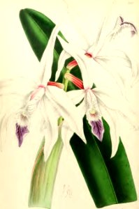 1867 Vol VI Plate 340