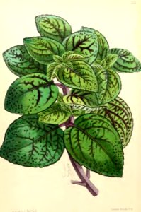 1867 Vol VI Plate 338