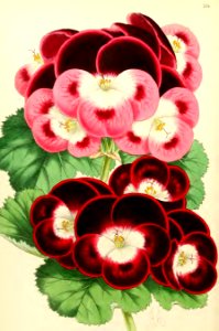 1867 Vol VI Plate 334