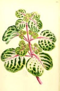 1867 Vol VI Plate 333