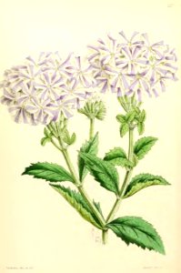 1867 Vol VI Plate 337