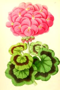1867 Vol VI Plate 332
